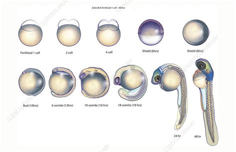Fish Embryo Development Stages .